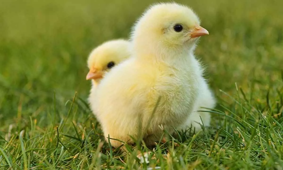 How newborn chicks helping to settle a debate about cognition and our senses