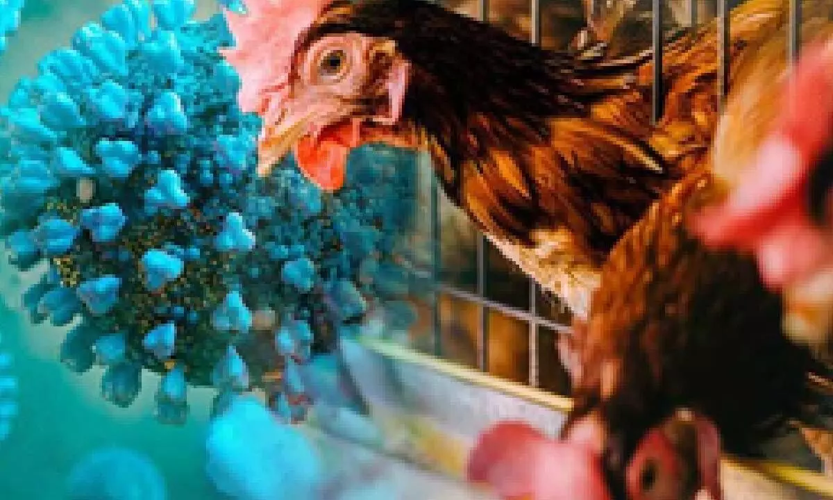 H5N1 Bird Flu Hits Georgias Poultry Industry: First Commercial Case