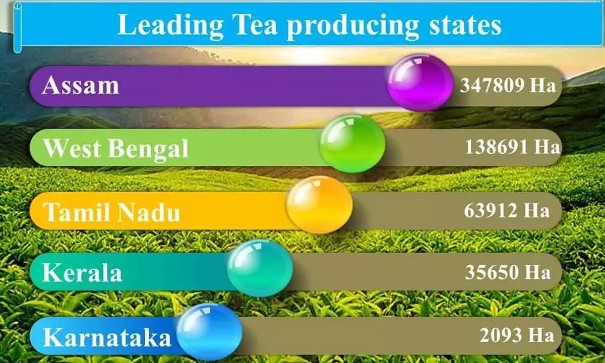 Time to raise a toast to India’s growing tea market