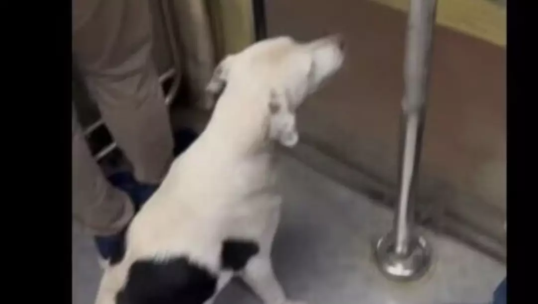 Mumbai local train hosts unexpected passenger; a stray dog hitches a ride! Watch heartwarming video