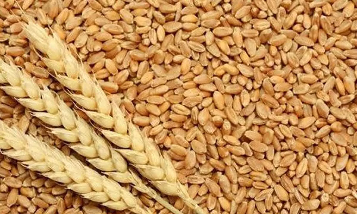 Govt revises wheat output to record 112.92 mn Tonne