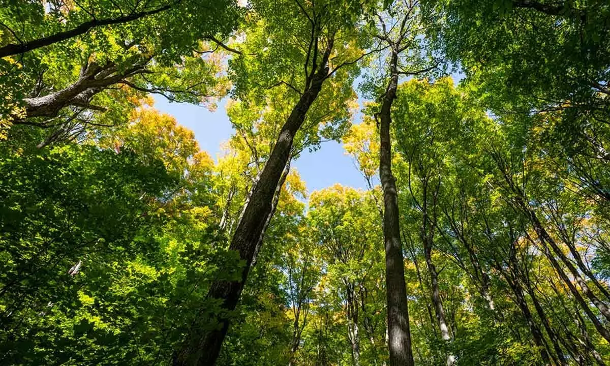 Just looking at trees can boost your mood: Study