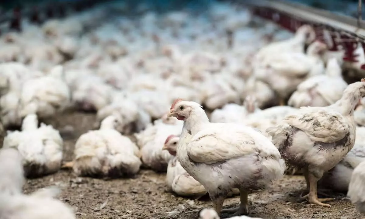 Poultry sector hopes to get support from Govt