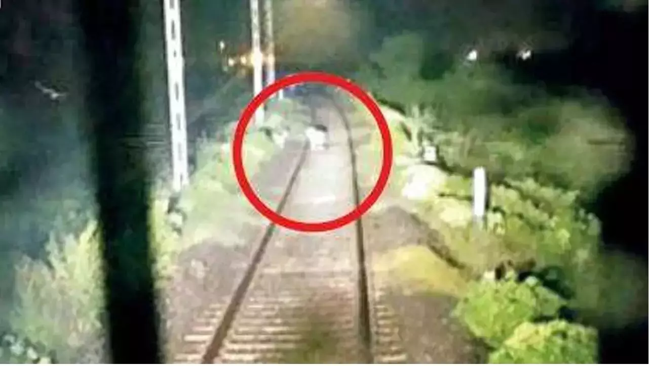 Loco pilot halts goods train instantly after seeing 10 lions on the tracks