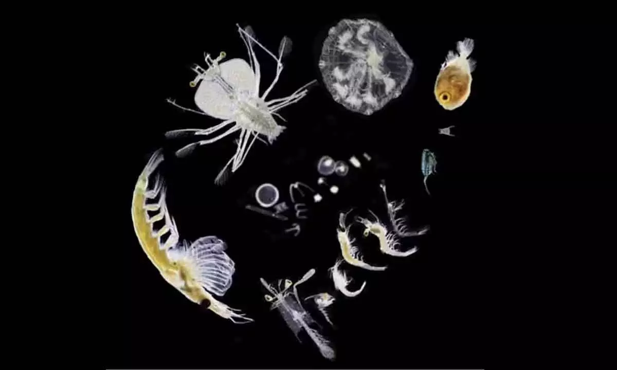 Success of marine CO2 removal tech may rely on ocean’s tiniest creatures appetites