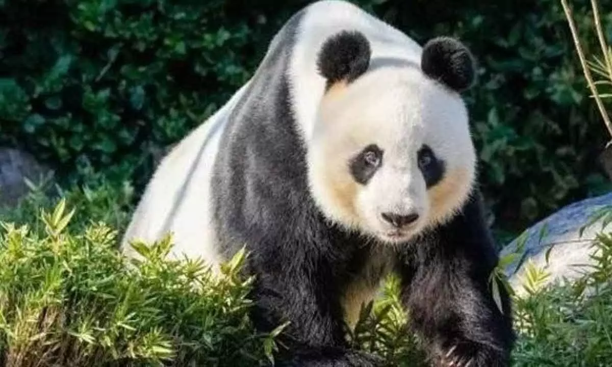 Chinas long history of panda diplomacy