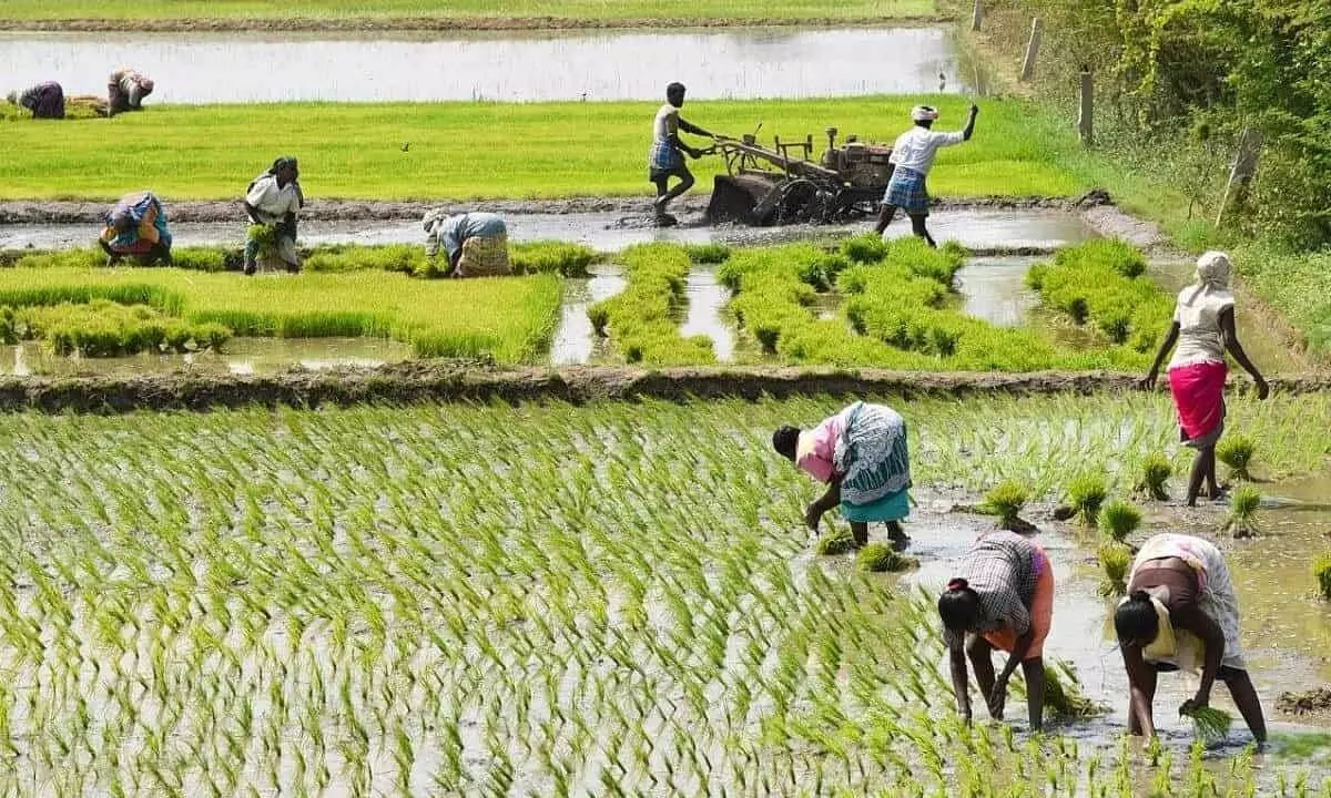 Govt’s move to increase MSP on kharif crops to boost rural consumption