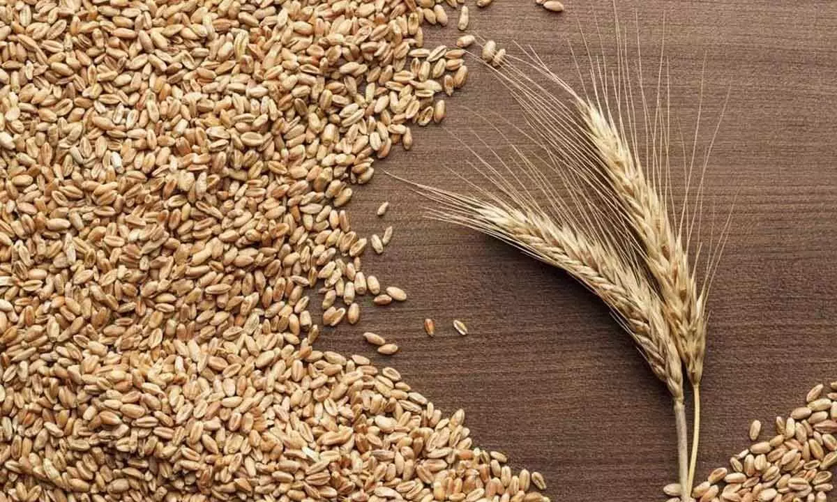 Centre buys 266 lakh tonnes of wheat at MSP; credits amounts to farmers accounts