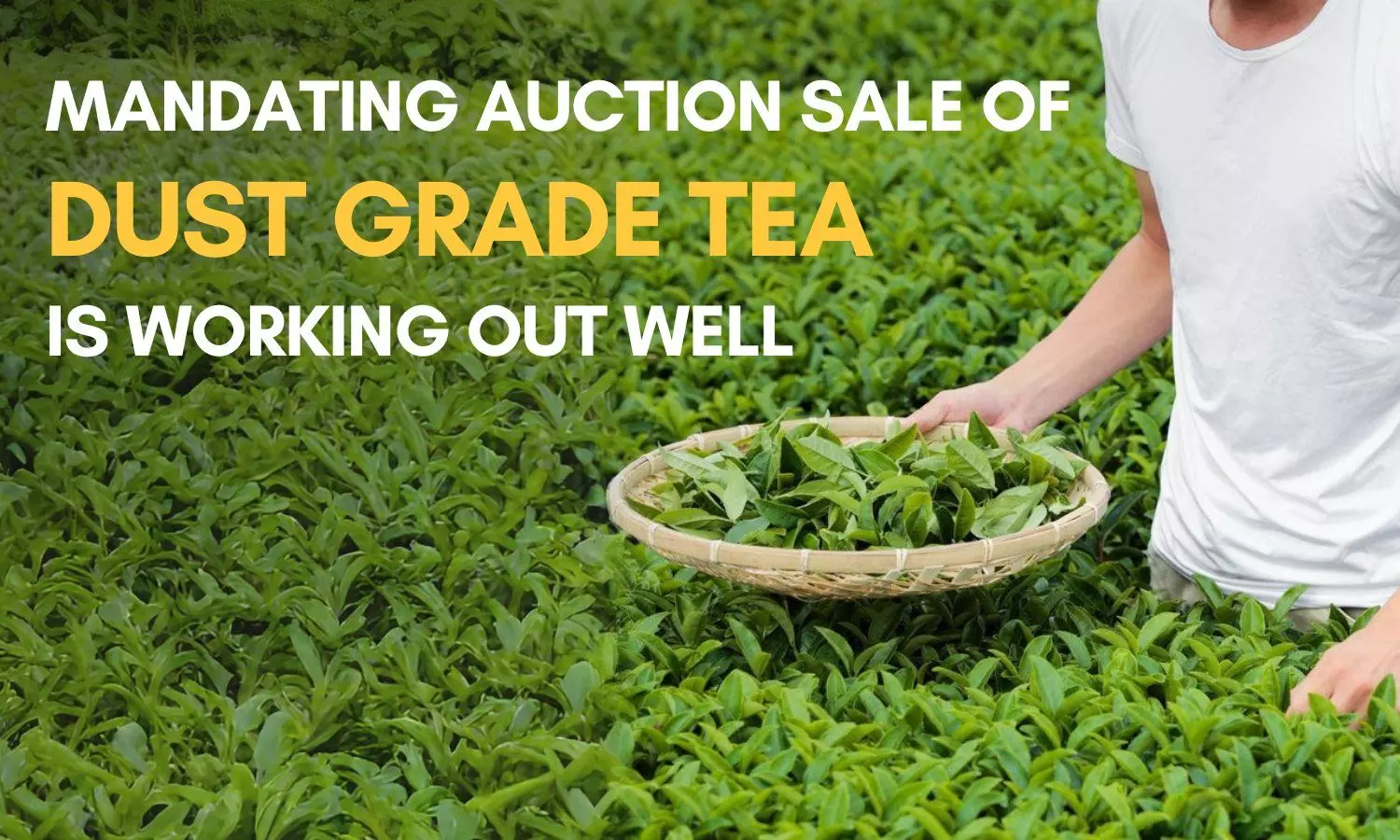 Mandating auction sale of dust grade tea is working out well