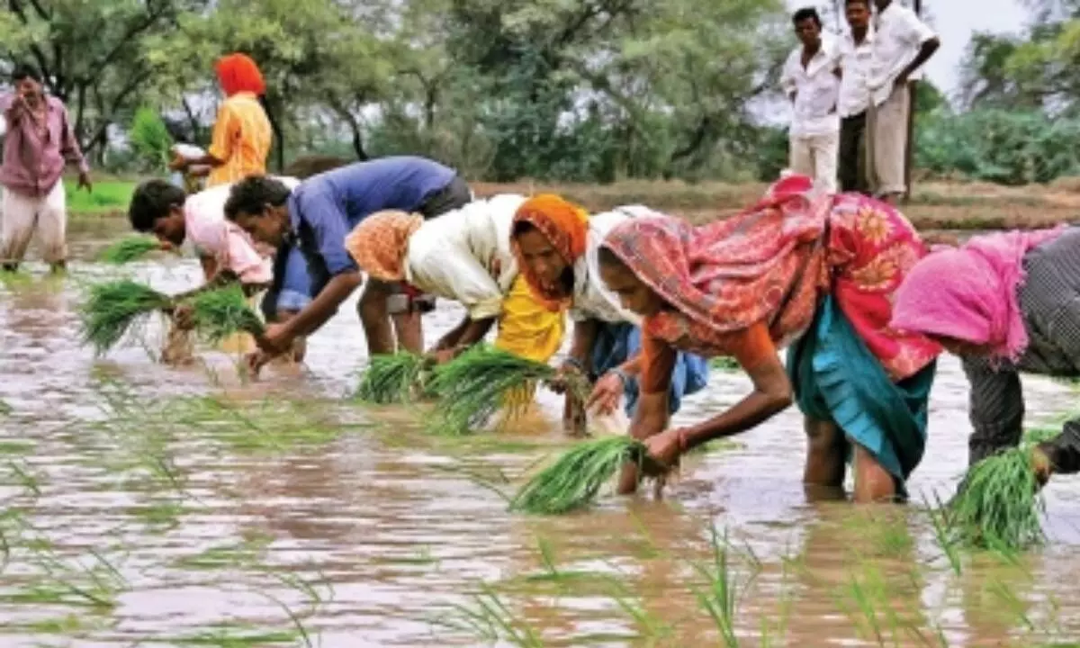 July begins with healthy rainfall, sowing status better than last year: Report