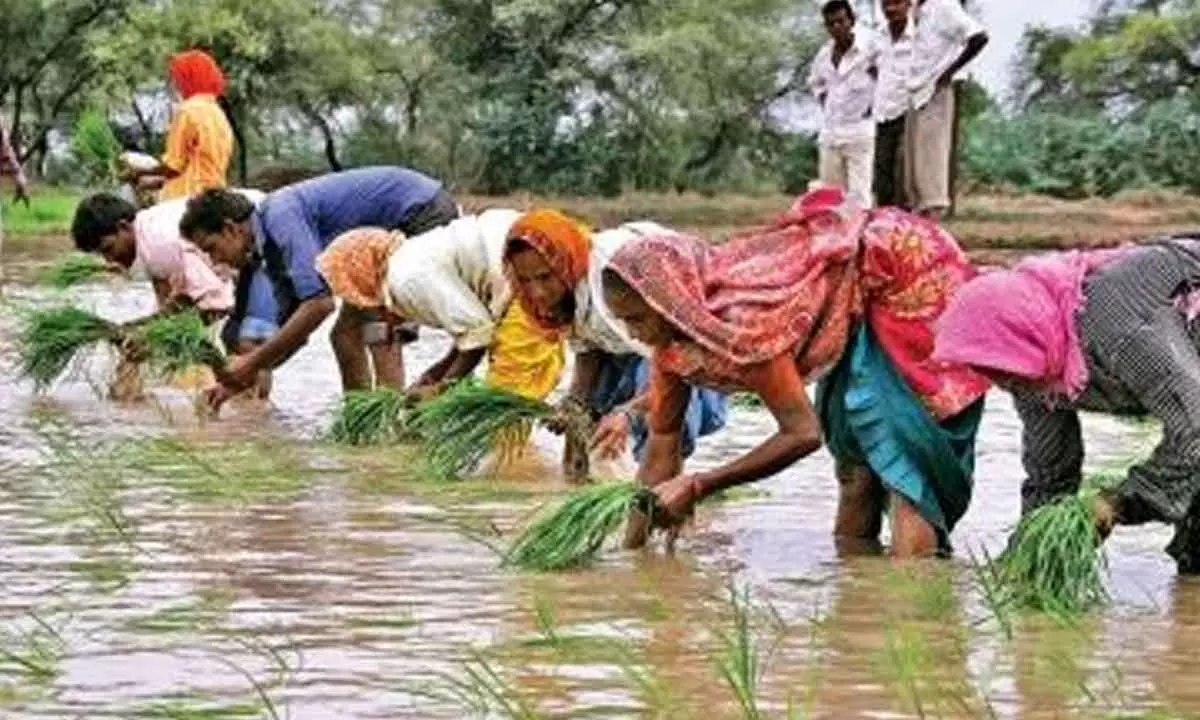 July begins with healthy rainfall,sowing status better than last year