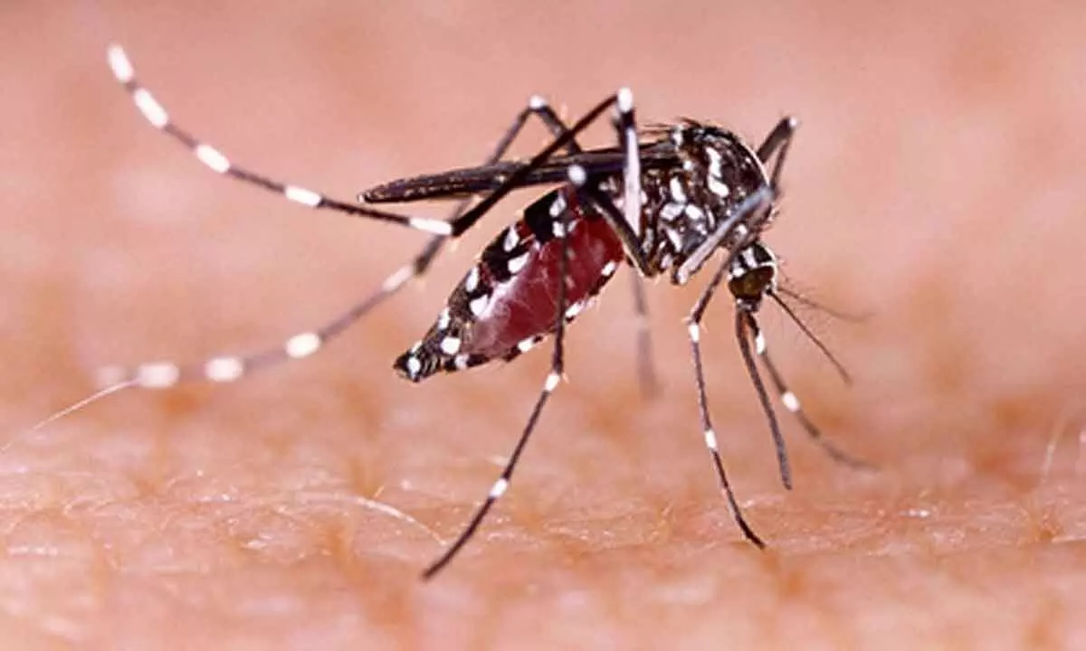 Dengue can cause serious neurological implications