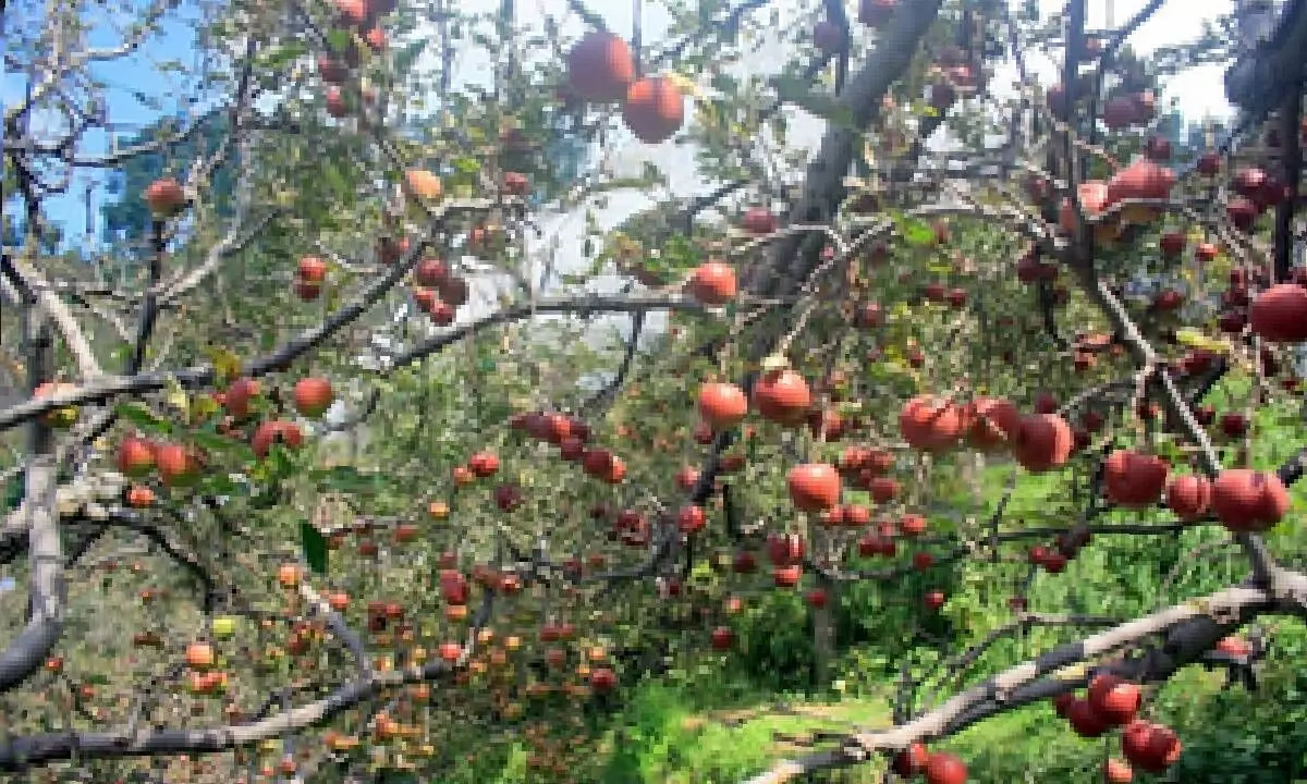 Shimla apples now grow in eastern UP