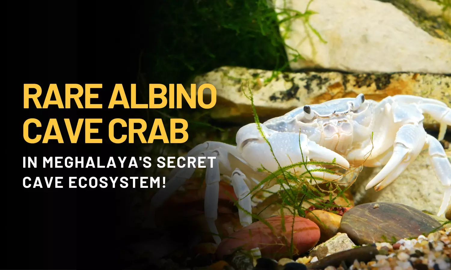 Rare Albino cave crab in Meghalaya secret cave ecosystem!