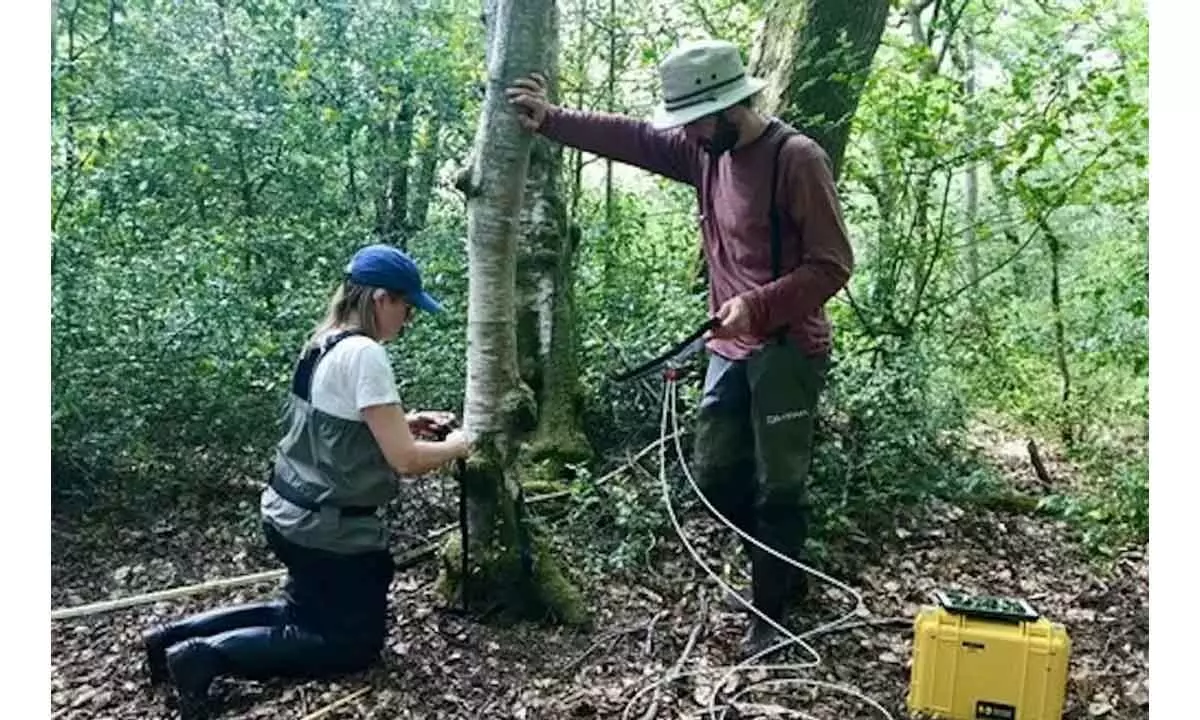 Tree bark: A hidden hero in fight against climate change