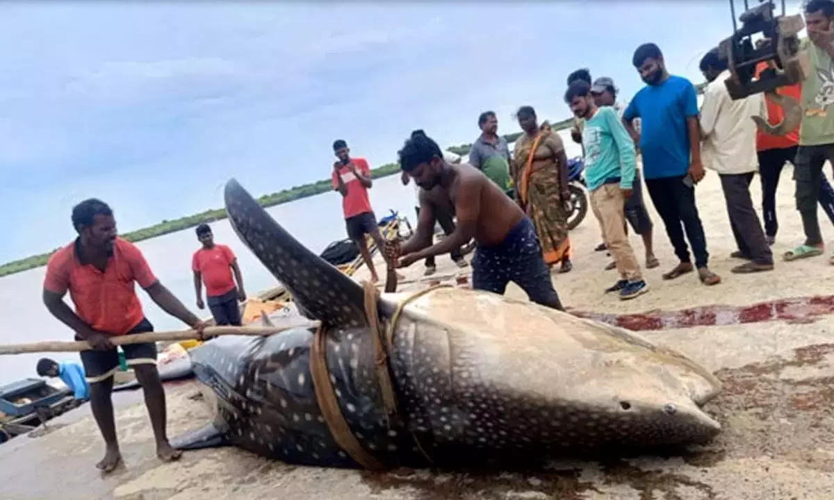 Andhra fishermen catch 1500-kg giant fish; Use crane to pull it out of water