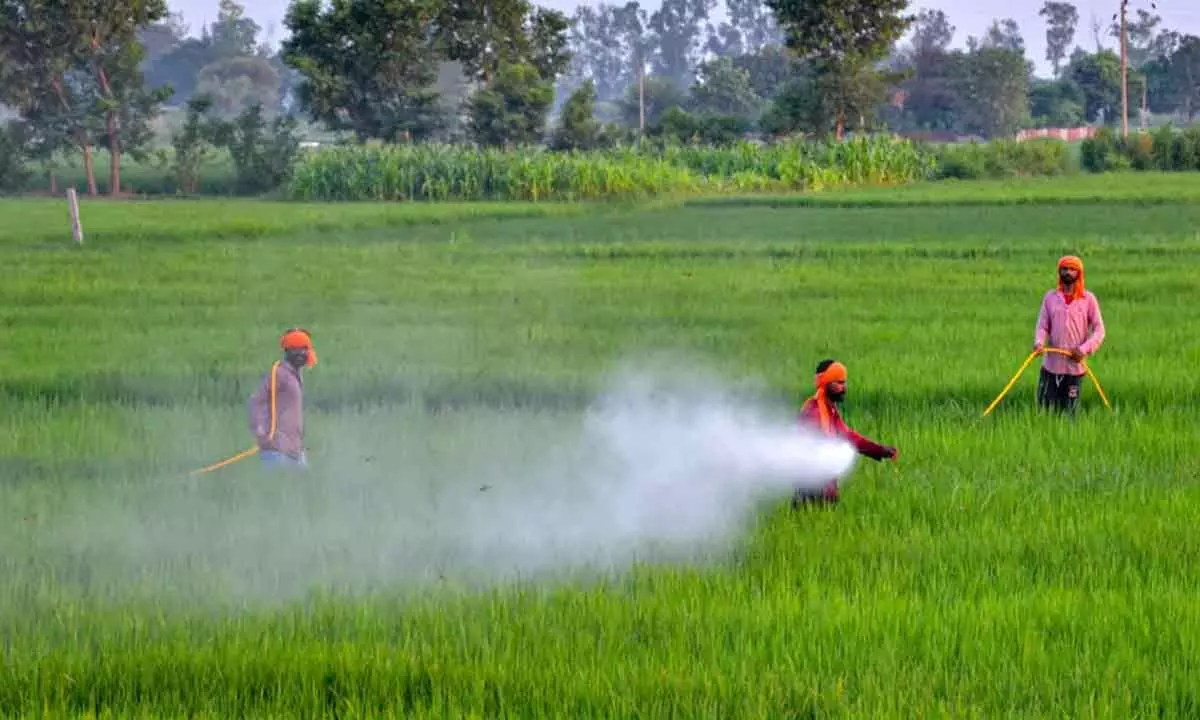 Counterfeit pesticides raid exposes big racket