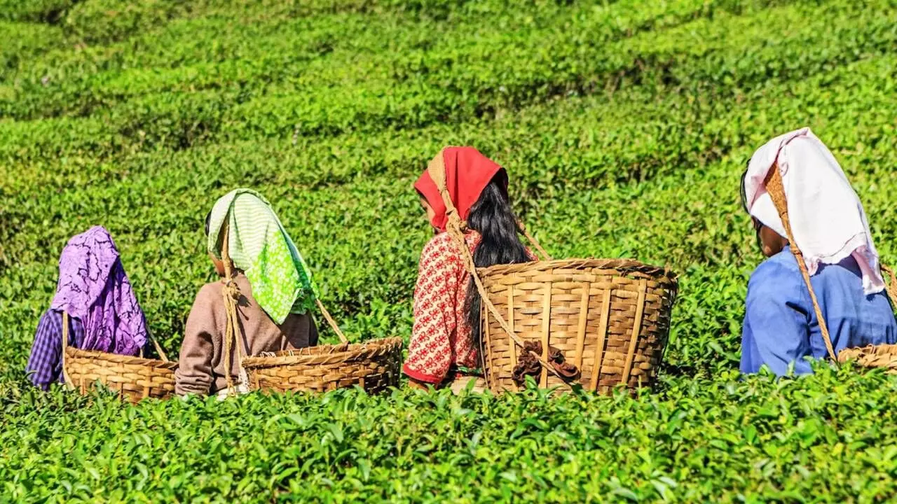 Tea production dips in June 2024