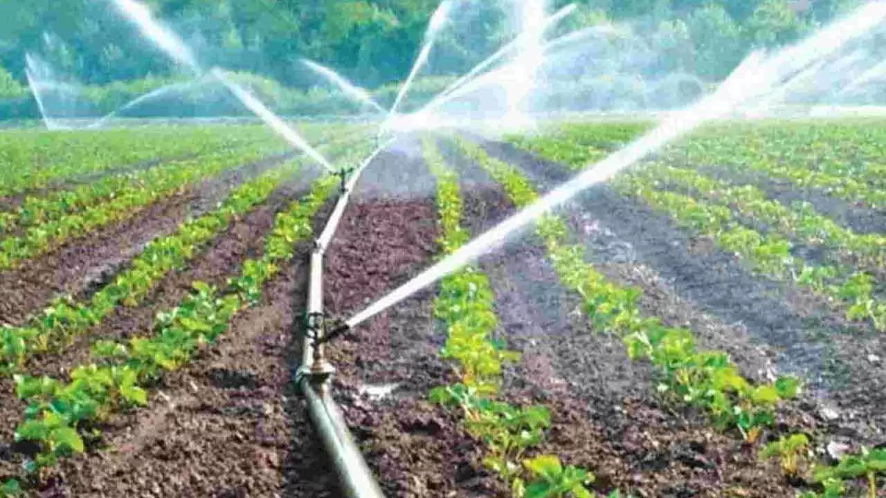 AP govt plans to subsidise drip irrigation for 3 lakh hectares