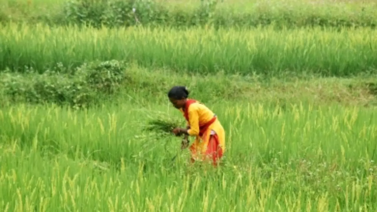 Area sown under kharif crops grows by 3 pc in current season