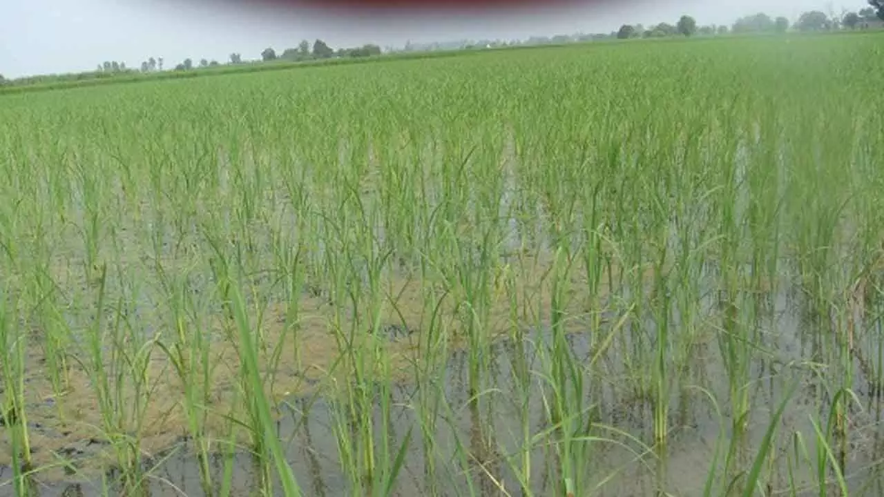 Is direct seeding of rice a solution or a new problem in disguise?