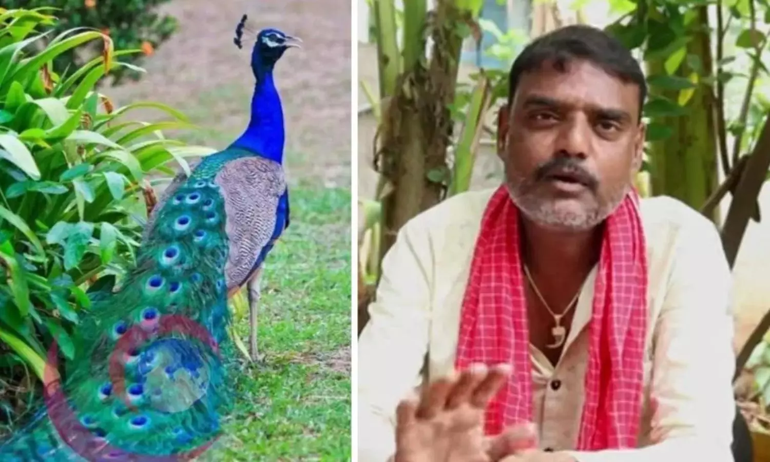 YouTuber of Telangana Faces Legal Issues After Posting a Recipe Video for Peacock Curry