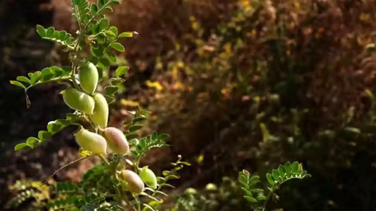 Wild genes in domestic species: How we can supercharge our crops using their relatives