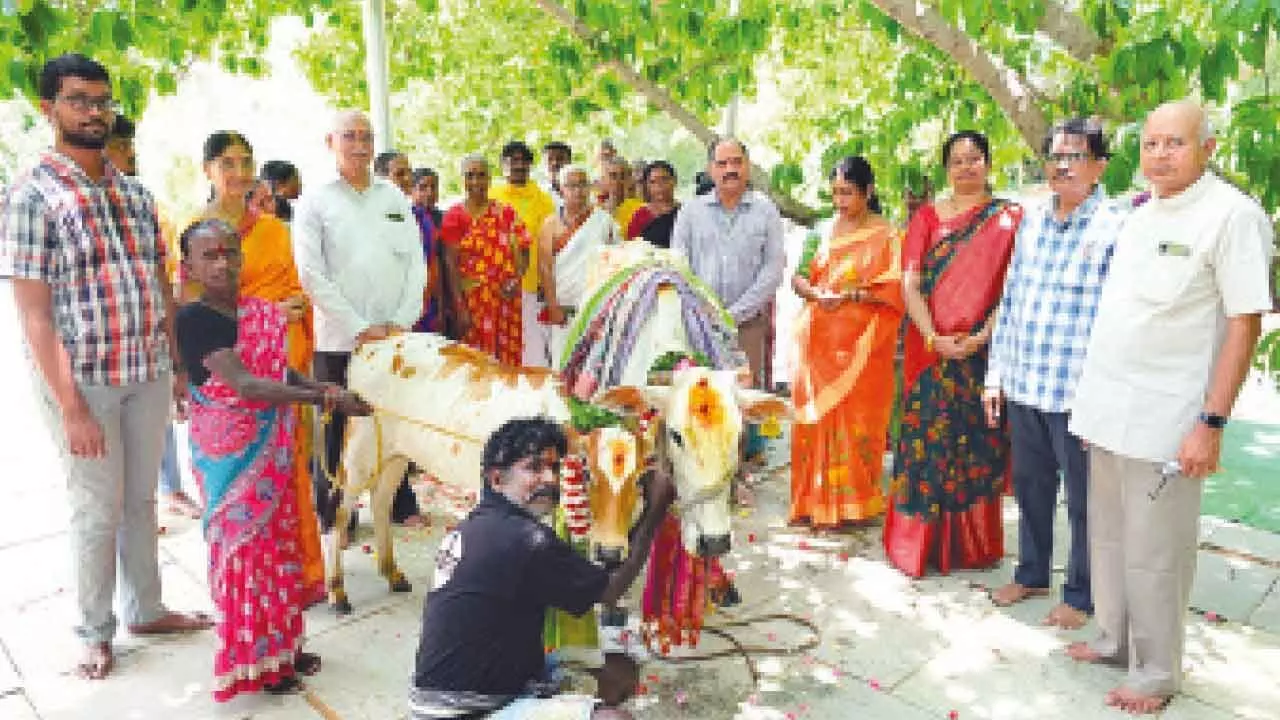 Fervour marks cow worship ceremony at Sri City temple