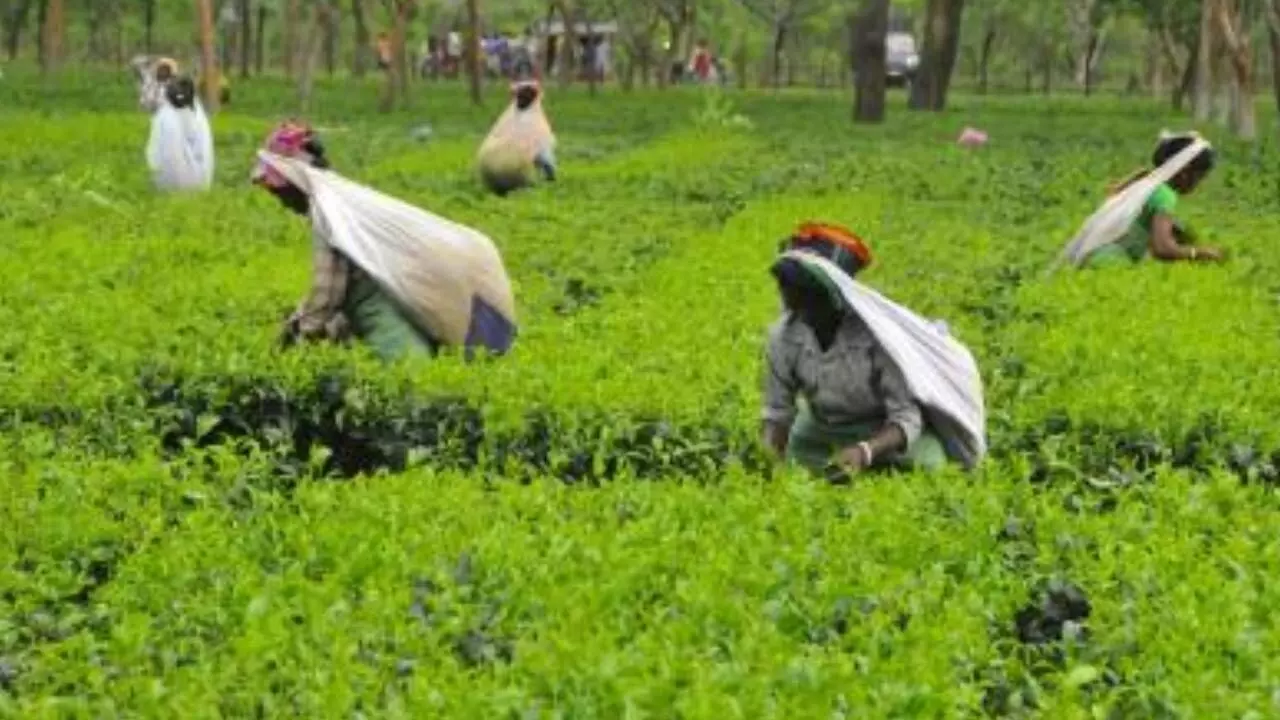 Assam to promote tourism at tea gardens: Sarma