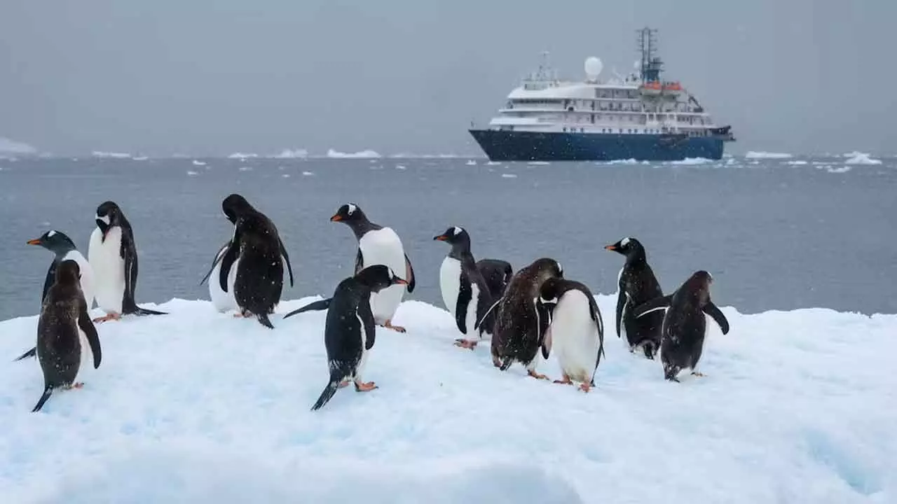 How pollution could opens door for invasive species in Antarctica