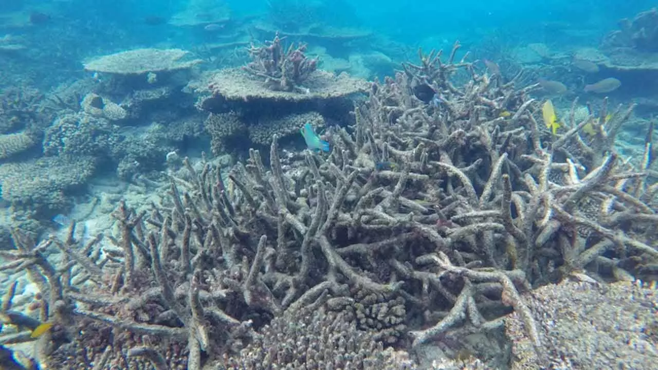 Time is running out to save the world’s largest coral reef