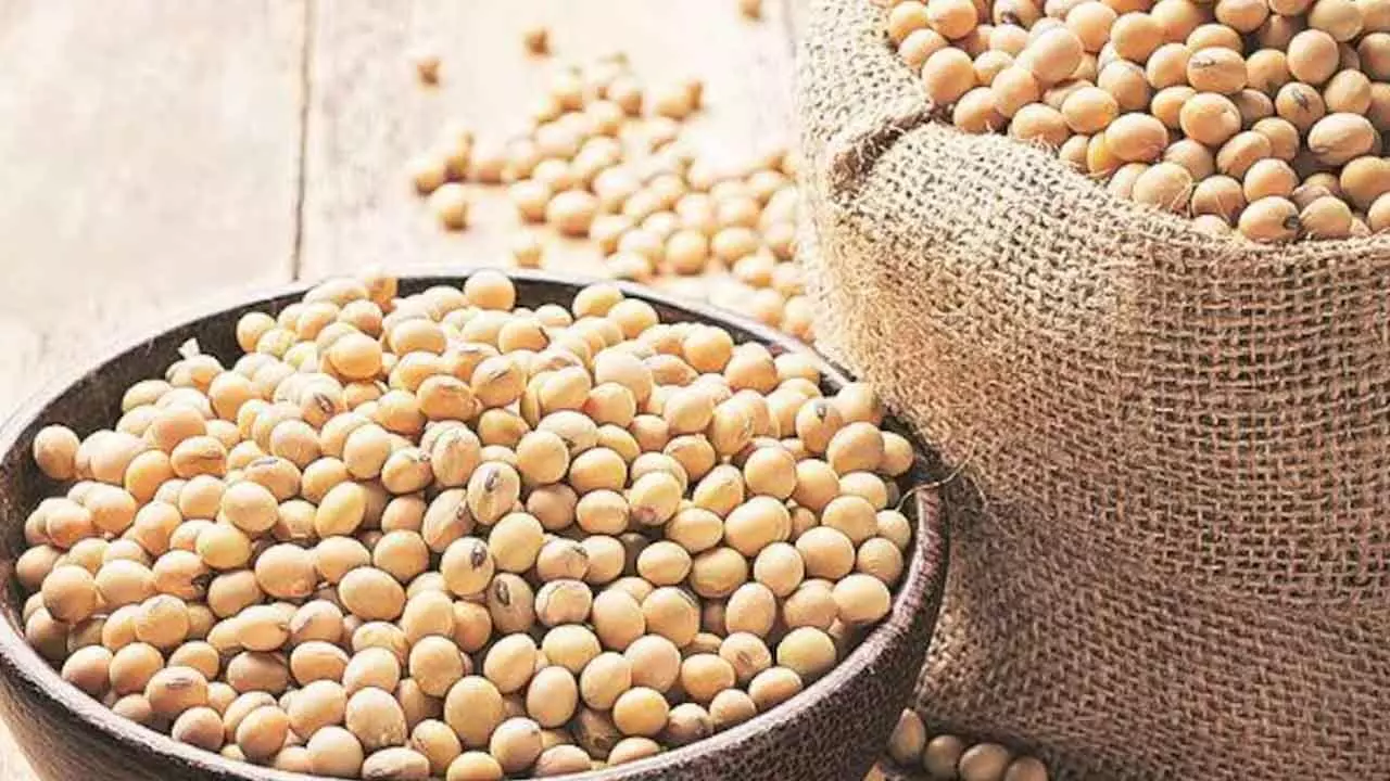 Soybean price crash underscore need for a strong MSP guarantee