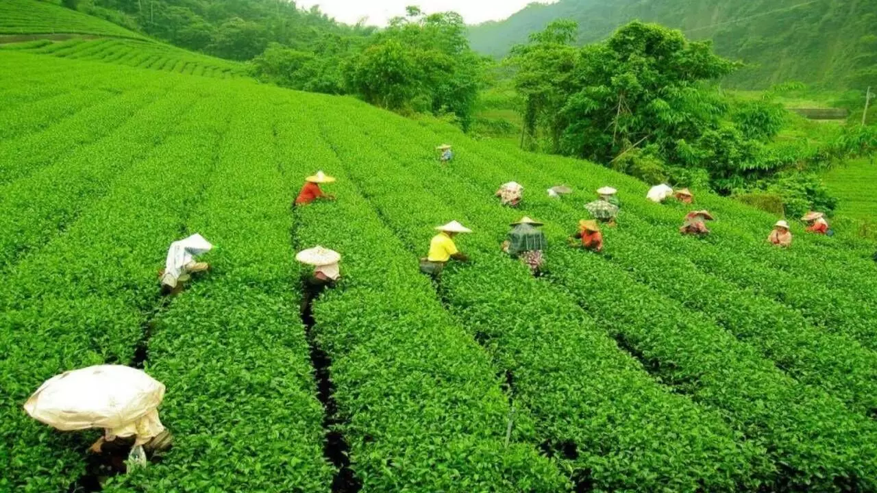 Sluggish consumption growth a big concern for tea industry