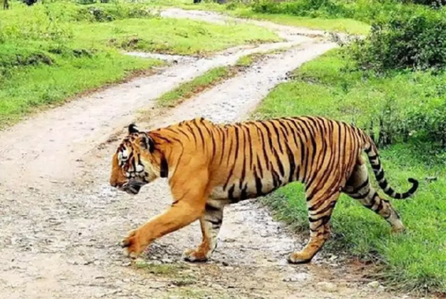 Tiger Tracks Spotted Near Madanapalle Village, Forest Officials Urge Caution