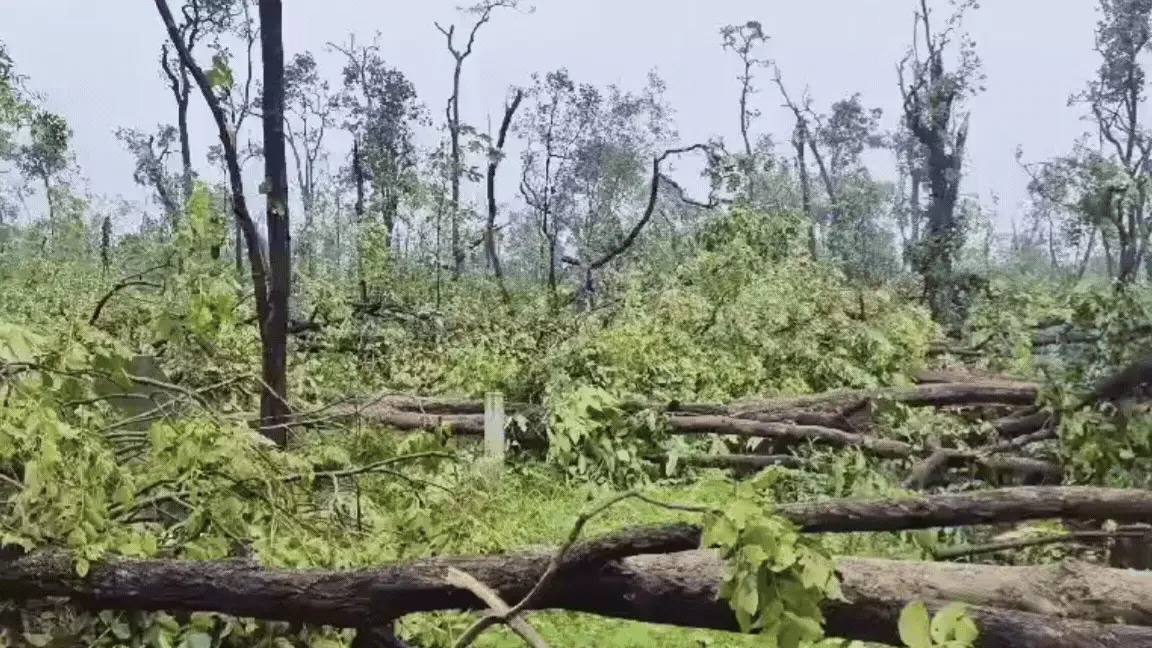 Tornado-like Storm Ravages Medaram Forest, Over 1 Lakh Trees Uprooted