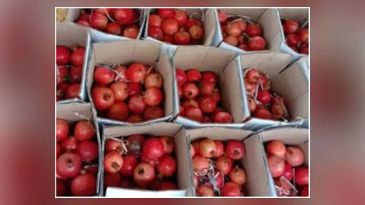 1st consignment of Indian pomegranates reaches Melbourne from Mumbai