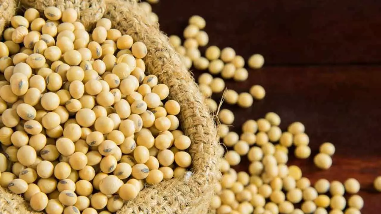 MP To Procure Soyabean Under PSS