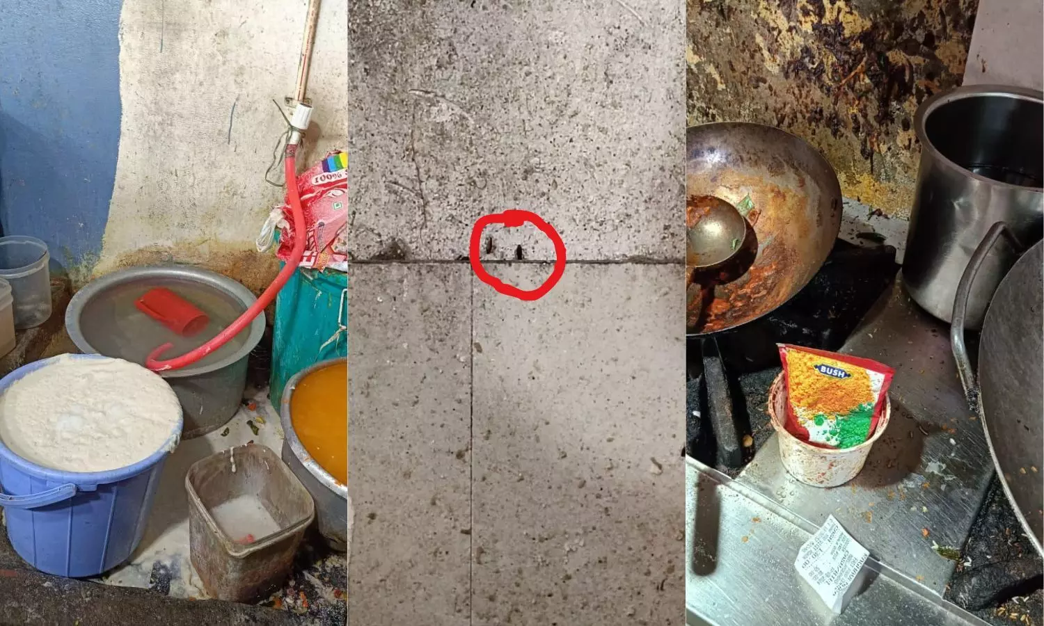 Hyderabad: Food Safety Officers Conduct Raids; Cockroach Infestations, Houseflies Found in Kitchen