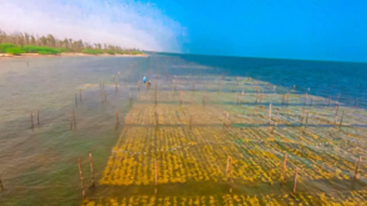 CMFRI To Be Centre Of Excellence For Seaweed Cultivation