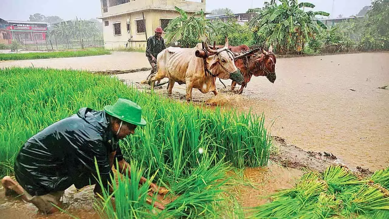 Above Normal Rainfall Positive For Inflation Outlook: Report