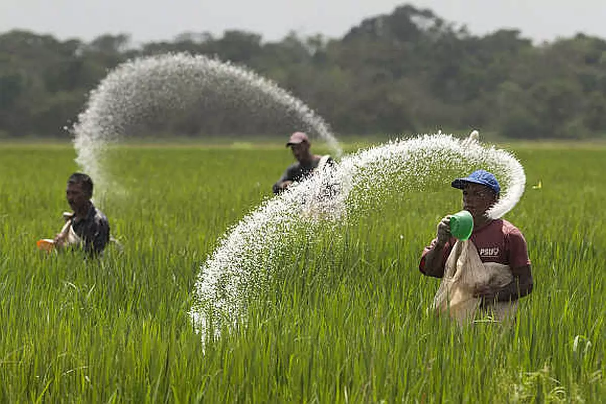 Govt approves Rs24,475 cr subsidy on P&K fertilisers for 2024-25 rabi season