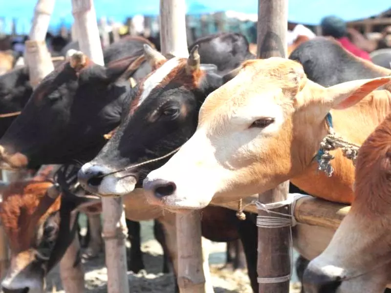 Cow Honour Movement: Gau Dhwaj Establishment Bharat Yatra from Sept 22