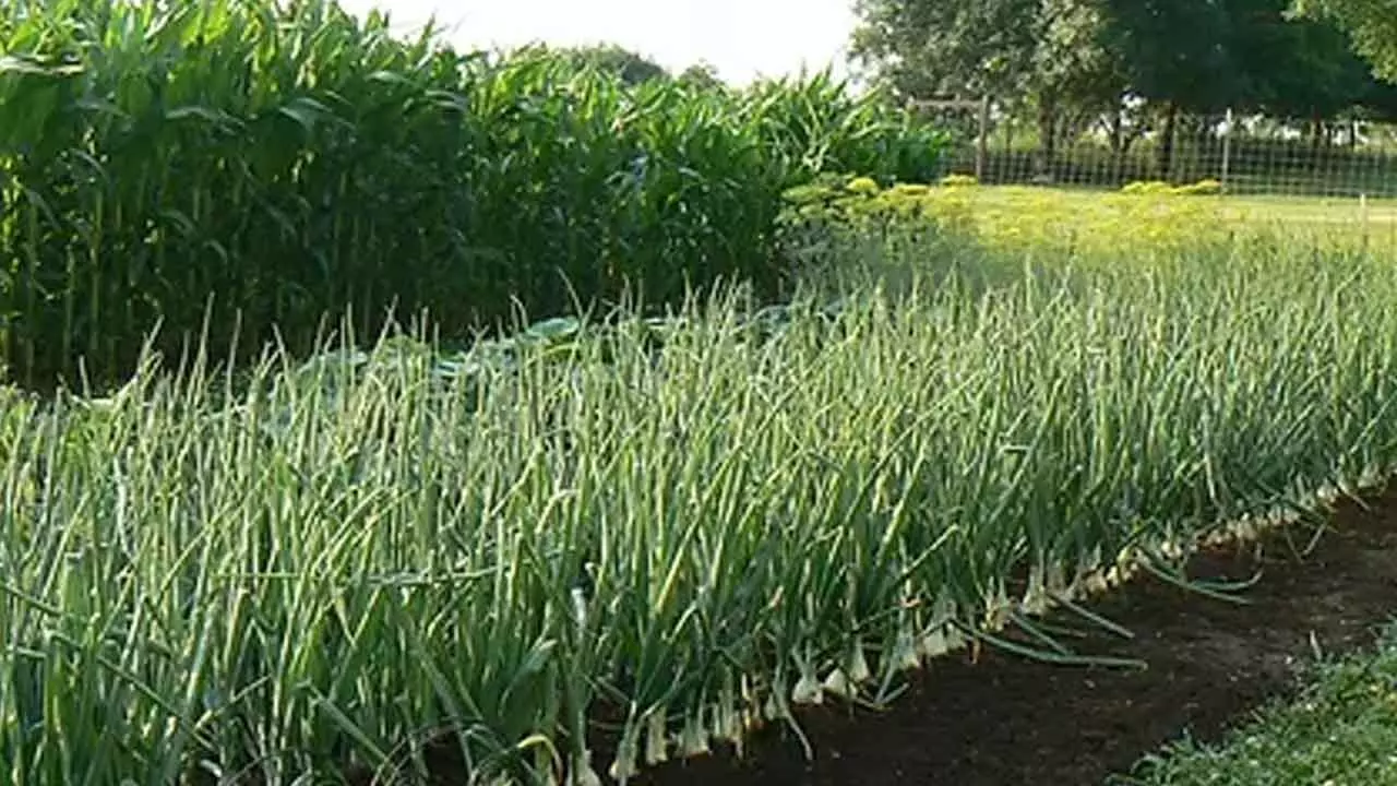 A Fork In The Road For Food And Farming