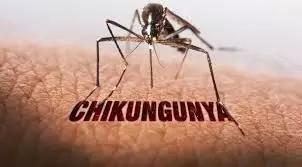 Chikungunya: Increase in Cases Leads Doctors to Report Unusual Symptoms and Concerns