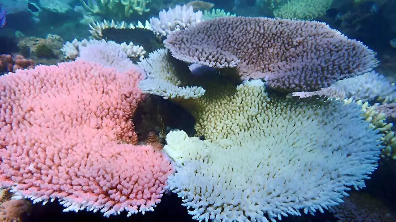 Heat-Tolerant Corals May Hold Key To Reef Survival