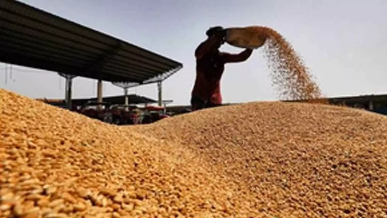 India Reaps Record Foodgrain Output