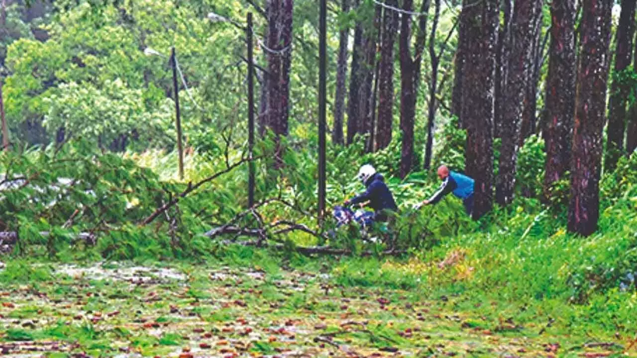 EAC-PM Proposes Reforms To Boost Agroforestry Sector