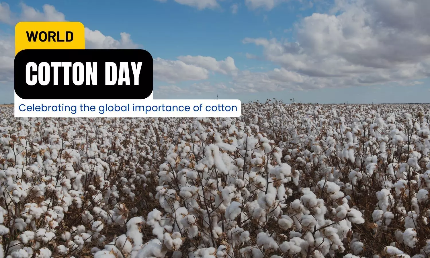 World Cotton Day: History, Significance, Facts, Challenges; All You Need To Know