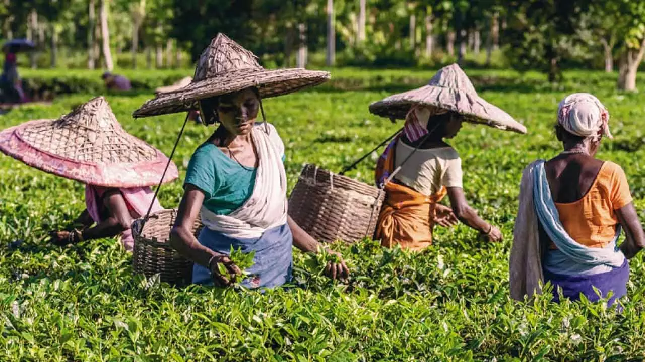 Govt Must Handhold The Tea Industry To Bring It Out Of Its Crisis