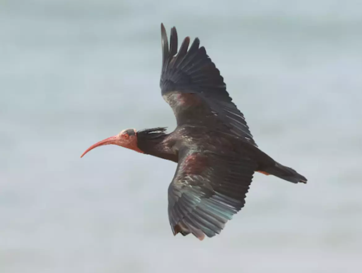 Northern Bald Ibis returns to Europe after 300 years